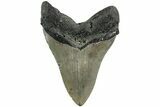 Serrated, Fossil Megalodon Tooth - North Carolina #226491-2